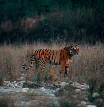 Corbett National Park